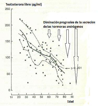 testosterona libre edad